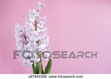 Stock Photo - Hyacinth (Hyacinthus orientalis) flowers.. Fotosearch