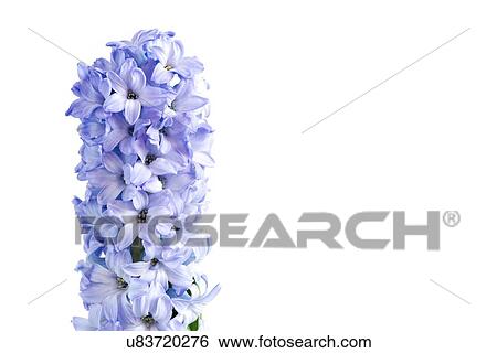 Hyacinth (Hyacinthus orientalis) flowers. View Large Photo Image Stock Photograph - Hyacinth (Hyacinthus orientalis) flowers.. Fotosearch