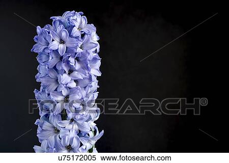 Hyacinth (Hyacinthus orientalis) flowers. View Large Photo Image Stock Photography - Hyacinth (Hyacinthus orientalis) flowers.. Fotosearch