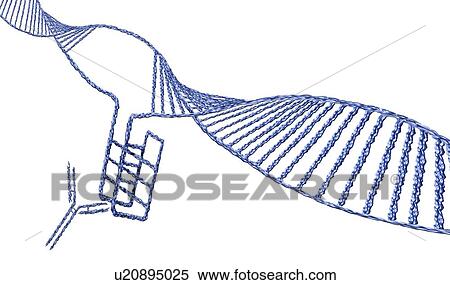 Stock Photography - i-motif DNA structure (bottom left), computer illustration. The intercalated motif (i-motif) structure is a four stranded knot of DNA (deoxyribonucleic acid) that forms in cytosine-rich regions of a DNA molecule. Cytosine is one of the four nucleotide.... Fotosearch