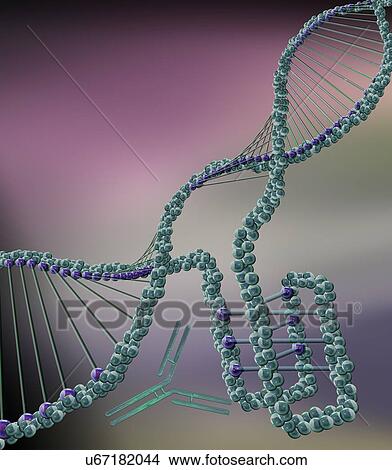 Picture - i-motif DNA structure (bottom right), computer illustration. The intercalated motif (i-motif) structure is a four stranded knot of DNA (deoxyribonucleic acid) that forms in cytosine-rich regions of a DNA molecule. Cytosine is one of the four.... Fotosearch