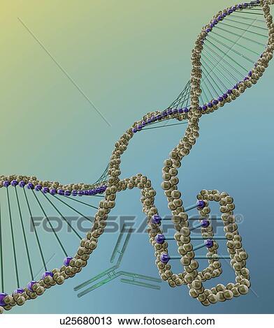 Stock Image - i-motif DNA structure (bottom right), computer illustration. The intercalated motif (i-motif) structure is a four stranded knot of DNA (deoxyribonucleic acid) that forms in cytosine-rich regions of a DNA molecule. Cytosine is one of the four.... Fotosearch