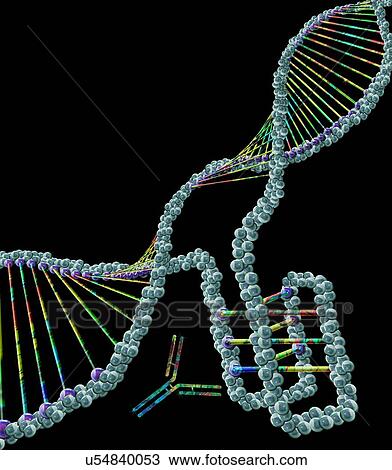 Stock Image - i-motif DNA structure (bottom right), computer illustration. The intercalated motif (i-motif) structure is a four stranded knot of DNA (deoxyribonucleic acid) that forms in cytosine-rich regions of a DNA molecule. Cytosine is one of the four.... Fotosearch