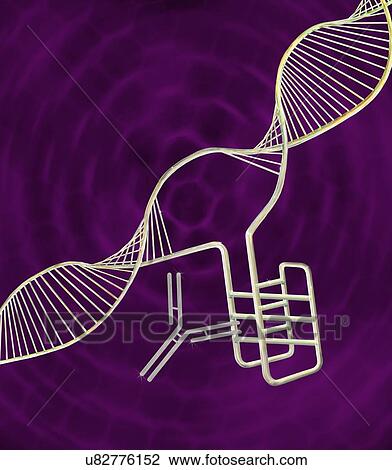 Stock Image - i-motif DNA structure (bottom right), computer illustration. The intercalated motif (i-motif) structure is a four stranded knot of DNA (deoxyribonucleic acid) that forms in cytosine-rich regions of a DNA molecule. Cytosine is one of the four.... Fotosearch