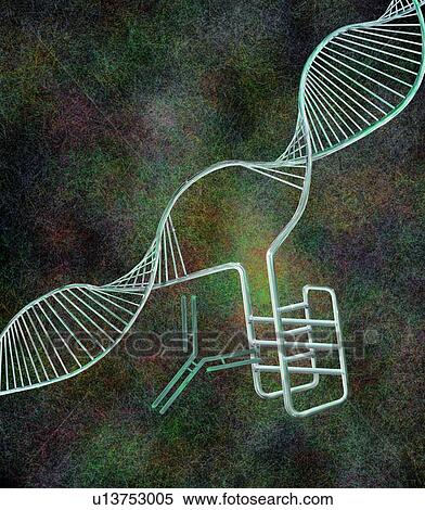 Stock Photography - i-motif DNA structure (bottom right), computer illustration. The intercalated motif (i-motif) structure is a four stranded knot of DNA (deoxyribonucleic acid) that forms in cytosine-rich regions of a DNA molecule. Cytosine is one of the four.... Fotosearch