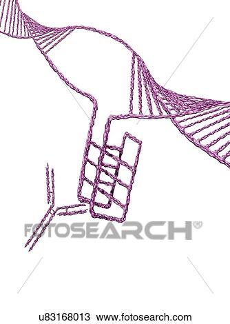 i-motif DNA structure (centre), computer illustration. The intercalated motif (i-motif) structure is a four stranded knot of DNA (deoxyribonucleic acid) that forms in cytosine-rich regions of a DNA molecule. Cytosine is one of the four nucleotide... View Large Photo Image Stock Image - i-motif DNA structure (centre), computer illustration. The intercalated motif (i-motif) structure is a four stranded knot of DNA (deoxyribonucleic acid) that forms in cytosine-rich regions of a DNA molecule. Cytosine is one of the four nucleotide.... Fotosearch
