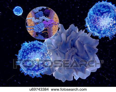 Immune response activation. Illustration of antigen-presenting cell activity. Dendritic cells (bright blue) are shown presenting antigens to a lymphocyte (centre) through their membrane-bound major histocompatibility complex (MH) molecules (shown in... View Large Photo Image Picture - Immune response activation. Illustration of antigen-presenting cell activity. Dendritic cells (bright blue) are shown presenting antigens to a lymphocyte (centre) through their membrane-bound major histocompatibility complex (MH) molecules (shown in.... Fotosearch