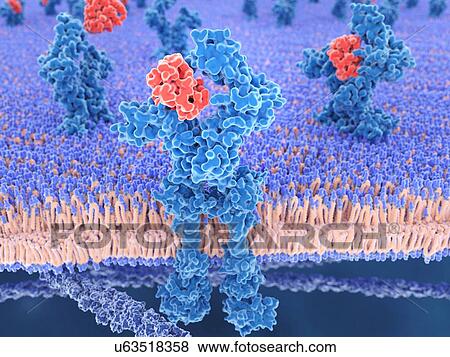 Interleukin 13 (red) binding to its receptor (blue), illustration. Interleukin 13 (IL-13) is a cytokine that plays a central regulator role in biochemical and physiological processes such as the synthesis of immunoglobulin E (IgE) and the... View Large Photo Image Stock Photo - Interleukin 13 (red) binding to its receptor (blue), illustration. Interleukin 13 (IL-13) is a cytokine that plays a central regulator role in biochemical and physiological processes such as the synthesis of immunoglobulin E (IgE) and the.... Fotosearch