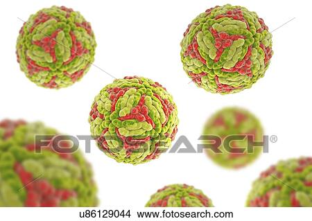 Picture - Japanese encephalitis virus (JEV), computer illustration. JEV is an RNA (ribonucleic acid) virus from the Flaviviridae family. It is transmitted by Culex sp. mosquito and causes encephalitis (brain inflammation).. Fotosearch