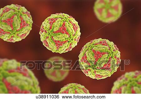 Stock Photograph - Japanese encephalitis virus (JEV), computer illustration. JEV is an RNA (ribonucleic acid) virus from the Flaviviridae family. It is transmitted by Culex sp. mosquito and causes encephalitis (brain inflammation).. Fotosearch