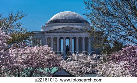 Stock Image - Jefferson Memorial framed by Cherry Blossoms on Tidal Basin, WAshinton D. C.. Fotosearch
