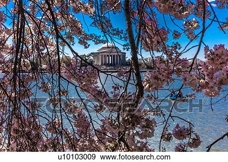 Jefferson Memorial framed by Cherry Blossoms on Tidal Basin, WAshinton D. C. View Large Photo Image Stock Photo - Jefferson Memorial framed by Cherry Blossoms on Tidal Basin, WAshinton D. C.. Fotosearch