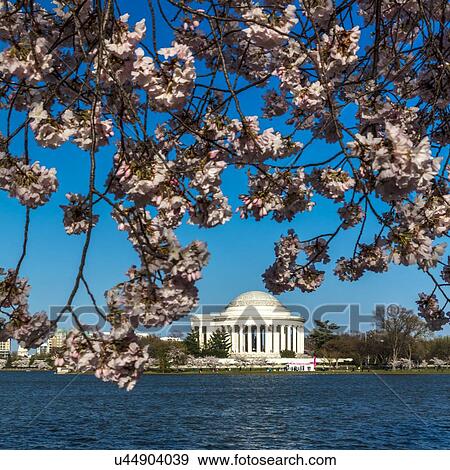 Stock Photo - Jefferson Memorial framed by Cherry Blossoms on Tidal Basin, WAshinton D. C.. Fotosearch