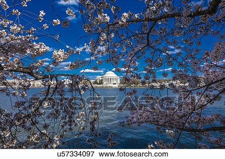 Stock Photo - Jefferson Memorial framed by Cherry Blossoms on Tidal Basin, WAshinton D. C.. Fotosearch