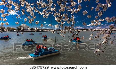Stock Photo - Jefferson Memorial framed by Cherry Blossoms on Tidal Basin, WAshinton D. C.. Fotosearch