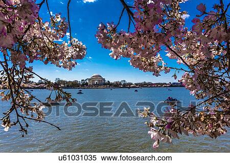 Jefferson Memorial framed by Cherry Blossoms on Tidal Basin, WAshinton D. C. View Large Photo Image Stock Photography - Jefferson Memorial framed by Cherry Blossoms on Tidal Basin, WAshinton D. C.. Fotosearch