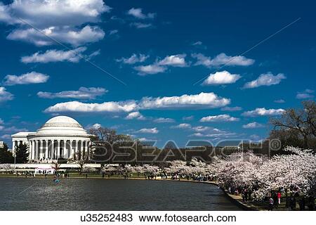 Jefferson Memorial, Tidal Basin, Washington D. C. feature Cherry Blossoms View Large Photo Image Stock Image - Jefferson Memorial, Tidal Basin, Washington D. C. feature Cherry Blossoms. Fotosearch