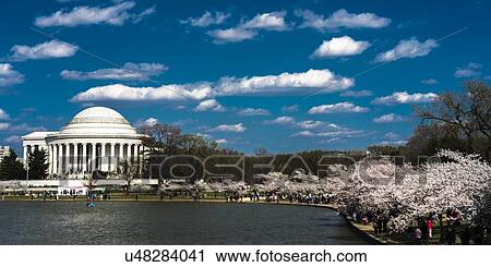 Stock Image - Jefferson Memorial, Tidal Basin, Washington D. C. feature Cherry Blossoms. Fotosearch
