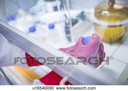 Stock Image - Lab technician using a laminar flow hood and thick gloves while working with dangerous chemicals.. Fotosearch