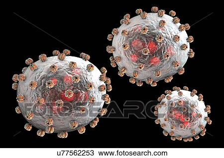 Lassa virus particles, illustration. Each virus consists of an RNA (ribonucleic acid) genome surrounded by a protein capsid, which is itself surrounded by an envelope covered in a single type of glycoprotein spike known as GPC. This virus, which is... View Large Photo Image Stock Image - Lassa virus particles, illustration. Each virus consists of an RNA (ribonucleic acid) genome surrounded by a protein capsid, which is itself surrounded by an envelope covered in a single type of glycoprotein spike known as GPC. This virus, which is.... Fotosearch