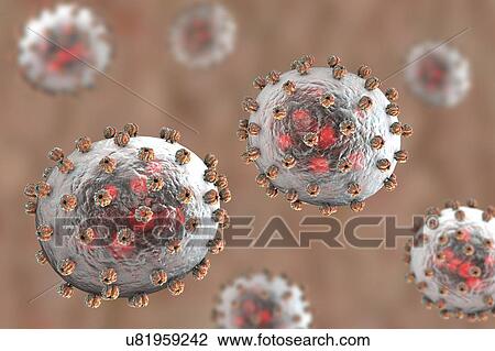Lassa virus particles, illustration. Each virus consists of an RNA (ribonucleic acid) genome surrounded by a protein capsid, which is itself surrounded by an envelope covered in a single type of glycoprotein spike known as GPC. This virus, which is... View Large Photo Image Stock Image - Lassa virus particles, illustration. Each virus consists of an RNA (ribonucleic acid) genome surrounded by a protein capsid, which is itself surrounded by an envelope covered in a single type of glycoprotein spike known as GPC. This virus, which is.... Fotosearch