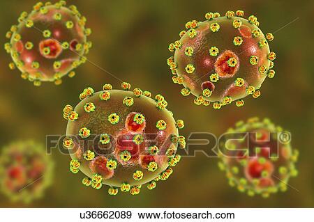 Lassa virus particles, illustration. Each virus consists of an RNA (ribonucleic acid) genome surrounded by a protein capsid, which is itself surrounded by an envelope covered in a single type of glycoprotein spike known as GPC. This virus, which is... View Large Photo Image Stock Photo - Lassa virus particles, illustration. Each virus consists of an RNA (ribonucleic acid) genome surrounded by a protein capsid, which is itself surrounded by an envelope covered in a single type of glycoprotein spike known as GPC. This virus, which is.... Fotosearch