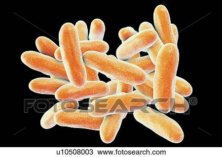 Stock Image - Legionnaires' disease bacteria. Computer illustration of Legionella pneumophila bacteria, the cause of Legionnaires' disease. These bacilli (rod-shaped bacteria) are Gram-negative. L. pneumophila was identified as a pathogen (agent of disease) after a.... Fotosearch