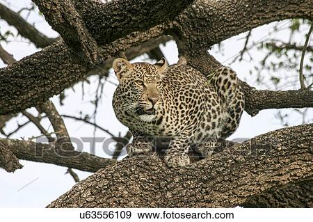 Stock Photo - Leopard (Panthera pardus) in a tree. Photographed in Serengeti National Park, Tanzania.. Fotosearch