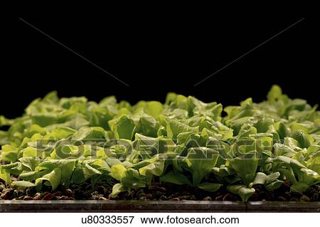 Lettuce seedlings. View Large Photo Image Stock Photo - Lettuce seedlings.. Fotosearch