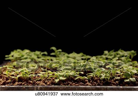 Lettuce seedlings. View Large Photo Image Stock Photo - Lettuce seedlings.. Fotosearch