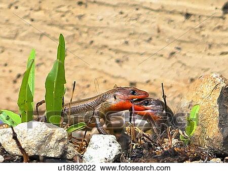 Stock Image - Lizard. Fotosearch