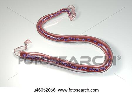 Loa loa worm, computer illustration. The Loa loa worm is a parasitic nematode that lives under human skin, causing a form of filariasis called loiasis. The worms are spread by bloodsucking Chrysops flies in tropical Africa, and reach 3-7cm when... View Large Photo Image Stock Photograph - Loa loa worm, computer illustration. The Loa loa worm is a parasitic nematode that lives under human skin, causing a form of filariasis called loiasis. The worms are spread by bloodsucking Chrysops flies in tropical Africa, and reach 3-7cm when.... Fotosearch