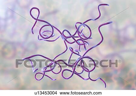 Lyme disease bacteria. Computer illustration of Borrelia burgdorferi bacteria, the cause of Lyme disease in humans. These spiral-shaped spirochaete bacteria are passed on to humans by tick bites, commonly Ixodes ricinus in Europe and Ixodes pacificus... View Large Photo Image Picture - Lyme disease bacteria. Computer illustration of Borrelia burgdorferi bacteria, the cause of Lyme disease in humans. These spiral-shaped spirochaete bacteria are passed on to humans by tick bites, commonly Ixodes ricinus in Europe and Ixodes pacificus.... Fotosearch