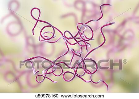 Stock Image - Lyme disease bacteria. Computer illustration of Borrelia burgdorferi bacteria, the cause of Lyme disease in humans. These spiral-shaped spirochaete bacteria are passed on to humans by tick bites, commonly Ixodes ricinus in Europe and Ixodes pacificus.... Fotosearch