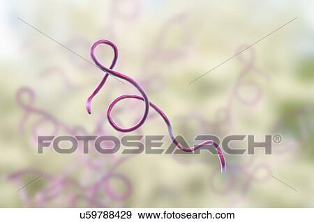 Stock Photo - Lyme disease bacteria. Computer illustration of Borrelia burgdorferi bacteria, the cause of Lyme disease in humans. These spiral-shaped spirochaete bacteria are passed on to humans by tick bites, commonly Ixodes ricinus in Europe and Ixodes pacificus.... Fotosearch