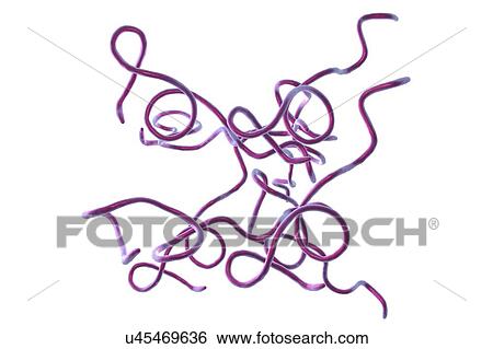 Stock Photograph - Lyme disease bacteria. Computer illustration of Borrelia burgdorferi bacteria, the cause of Lyme disease in humans. These spiral-shaped spirochaete bacteria are passed on to humans by tick bites, commonly Ixodes ricinus in Europe and Ixodes pacificus.... Fotosearch