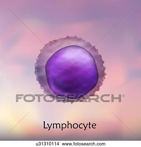 Picture - Lymphocyte white blood cell, illustration.. Fotosearch