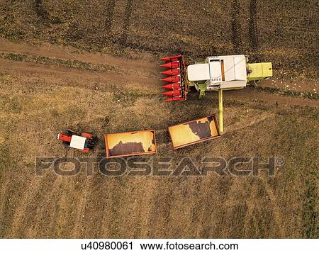 Maize harvest. Aerial view of tractor and harvester. View Large Photo Image Stock Image - Maize harvest. Aerial view of tractor and harvester.. Fotosearch