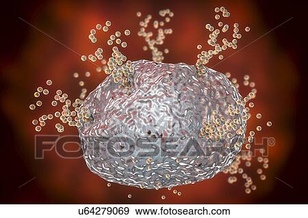 Stock Photo - Mast cell releasing histamine during an allergic response, computer illustration. Mast cells are a type of leucocyte (white blood cell). They contain the chemical mediators histamine, serotonin and heparin. Histamine is released from mast cells in.... Fotosearch