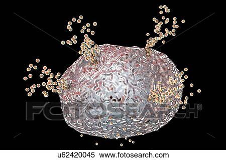 Stock Photography - Mast cell releasing histamine during an allergic response, computer illustration. Mast cells are a type of leucocyte (white blood cell). They contain the chemical mediators histamine, serotonin and heparin. Histamine is released from mast cells in.... Fotosearch