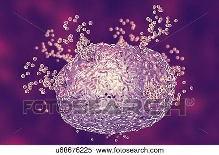 Stock Photography - Mast cell releasing histamine during an allergic response, computer illustration. Mast cells are a type of leucocyte (white blood cell). They contain the chemical mediators histamine, serotonin and heparin. Histamine is released from mast cells in.... Fotosearch