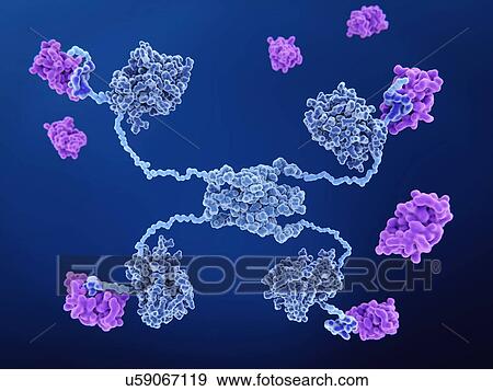 Stock Photo - MDM2 binding to anti-cancer protein p53. Molecular model of mdm2 proteins (pink) binding to the anti-cancer protein p53 (also known as tumour protein 53, or TP53). This protein's action at the cellular level plays a role in repairing DNA.... Fotosearch