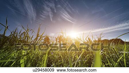 Stock Photo - Meadow, low angle view.. Fotosearch
