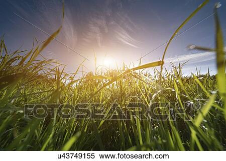 Meadow, low angle view. View Large Photo Image Stock Photography - Meadow, low angle view.. Fotosearch