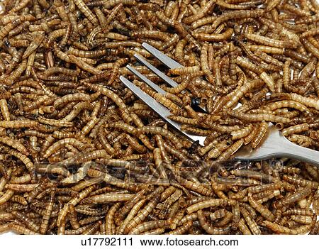 Stock Image - Mealworm with a fork, studio shot.. Fotosearch