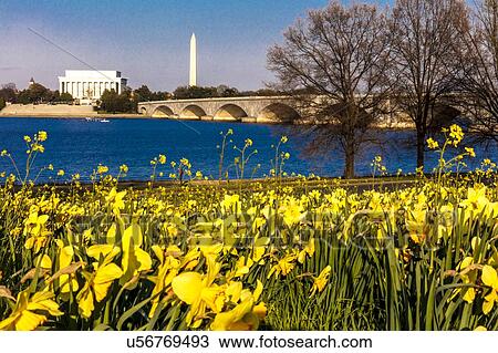 Stock Image - Memorial Bridge spans Potomac River and features Lincoln Memorial and Washington Monument with yellow spring flowers. Fotosearch