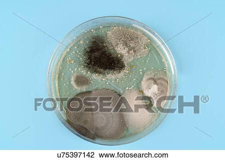 Stock Image - Microbes growing on agar plate.. Fotosearch