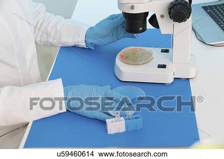 Microbiology research. Scientist taking a sample from a culture in a Petri dish. View Large Photo Image Picture - Microbiology research. Scientist taking a sample from a culture in a Petri dish.. Fotosearch