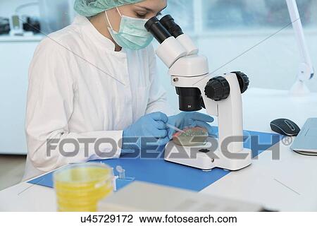Microbiology research. Scientist taking a sample from a culture in a Petri dish. View Large Photo Image Stock Image - Microbiology research. Scientist taking a sample from a culture in a Petri dish.. Fotosearch