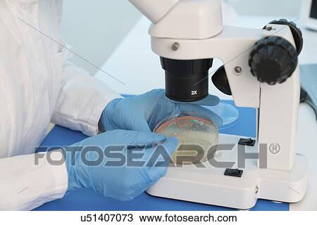 Microbiology research. Scientist taking a sample from a culture in a Petri dish. View Large Photo Image Stock Image - Microbiology research. Scientist taking a sample from a culture in a Petri dish.. Fotosearch